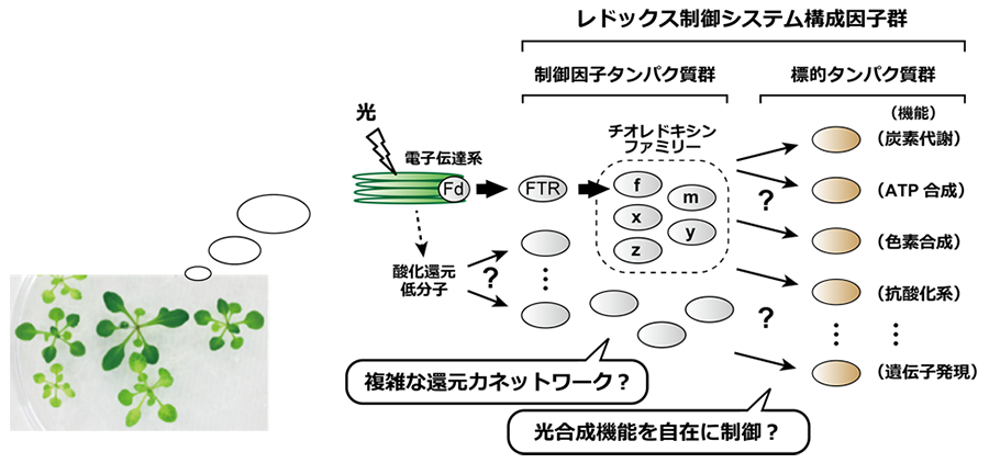 図１　植物の光合成を統御するレドックス制御システム
